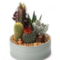 بذور صباريات ( cactaceae )