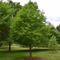 بذور شجرة تاكسوديم ( Taxodium Distichum )