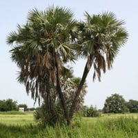 بذور نخيل الدوم ( Hyphaene thebaica )