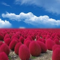 ‫بذور مكنسة الجنة - كوشيا ( Kochia Scoparia )