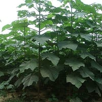 بذور شجرة باولونيا الصينية ( Paulownia elongata )