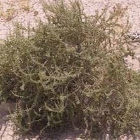بذور شجيرة الفرس الرعوية ( Salsola tetrandra Forss...