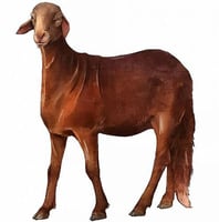 خروف سواكني مرابي