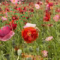 بذور الديدحان ملون