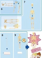 نموذج الهيكل العظمي البشري