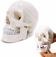 نموذج جمجمة بشرية