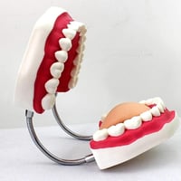 نموذج اسنان وفم ولسان مع فرشاة أسنان