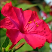 بذور زهرة الساعة الرابعة احمر - شب الليل