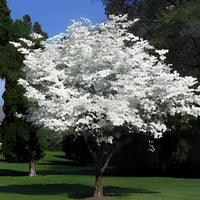 بذور شجرة كورنوس فلوريدا البيضاء