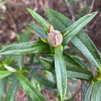 بذور شجيرة وردة الأميرة القريضة العنبرية العطرية