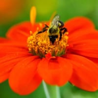 بذور زهرة دوار الشمس المكسيكي