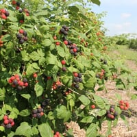 بذور توت العليق الأسود