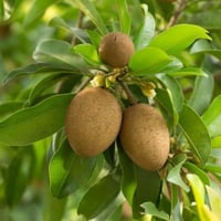 بذور فاكهة الشيكو