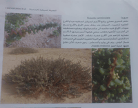 بذور السواد المعمر البري