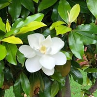 بذور شجرة ماغنوليا العطرية