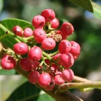 بذور الفلفل البيروفي عريض الأوراق