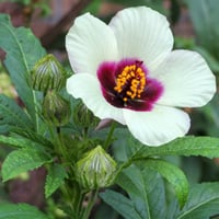 بذور زهرة هيبيسكس البيضاء