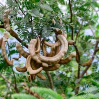 بذور التمر الهندي الحُمر