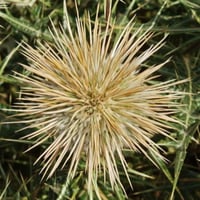 بذور عشبة شوكة الجمل البرية