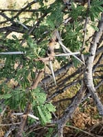 بذور قرض الحجاز