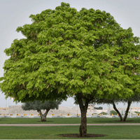 جملة 300 بذرة من شجرة اللبخ . ذقن الباشا