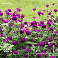 بذور زهرة جمفرينا