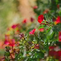 بذور زهرة الساعة الرابعة احمر - شب الليل