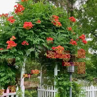 بذور متسلقة زهرة البوق