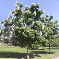 جملة 500 بذرة من بذور شجرة الياسمين ميلينقتونيا ال...