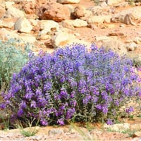 جملة 500 بذرة من بذور العهينة البرية