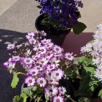 بذور زهرة سينيراريا الملونة