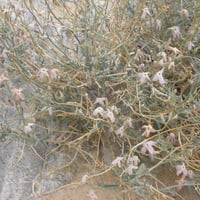 بذور الجريبا شجيرة الحمأة او الحمة البرية