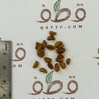 بذور توت بلو بيري التوت الازرق