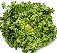 بذور الهندباء المجعدة