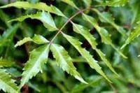 جملة 300 بذرة من شجرة النيم