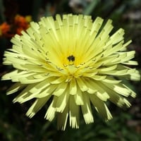 جملة 1000 بذرة من زهرة العضيد البرية أو العضيض