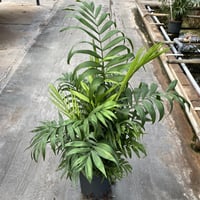 بذور نخيل شاميدوريا