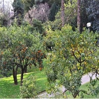 بذور فولكا ماريانا اصل الحمضيات