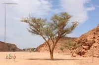 بذور شجرة سنط سيلا