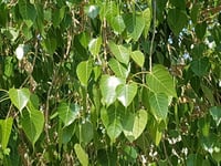 جملة 10 ألاف بذرة من فيكس لسان العصفور