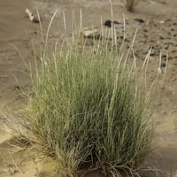 بذور عشبة الضعه