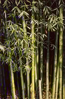 بذور البامبو الياباني العملاق