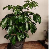 بذور شيفليرا اكتينوفيلا شجرة المظلة