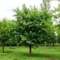 بذور شجرة توت ألبا