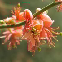 بذور شجرة تنضب النادرة