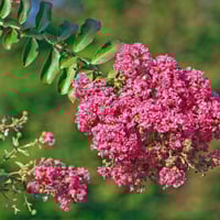 بذور شجرة تمر حنا الأحمر - وردة القهوة