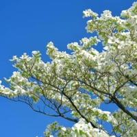 بذور شجرة كورنوس فلوريدا البيضاء