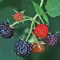 بذور توت العليق الأسود