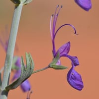 جملة 500 بذرة من بذور العهينة البرية