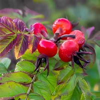 بذور الورد الجوري الياباني الابيض